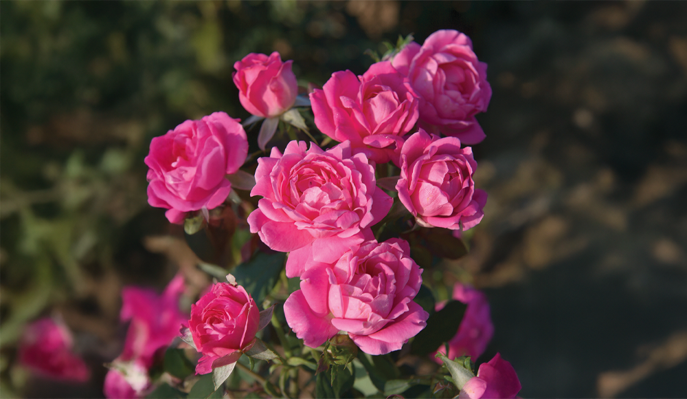 Discover the Queen of Flowers