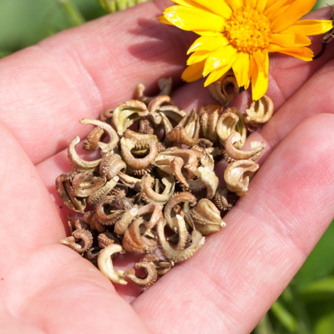 Seeds