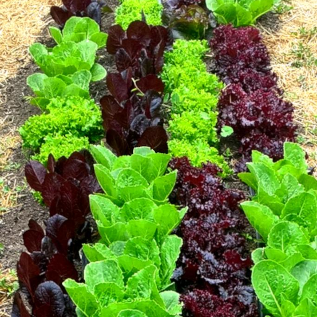 Vegetables