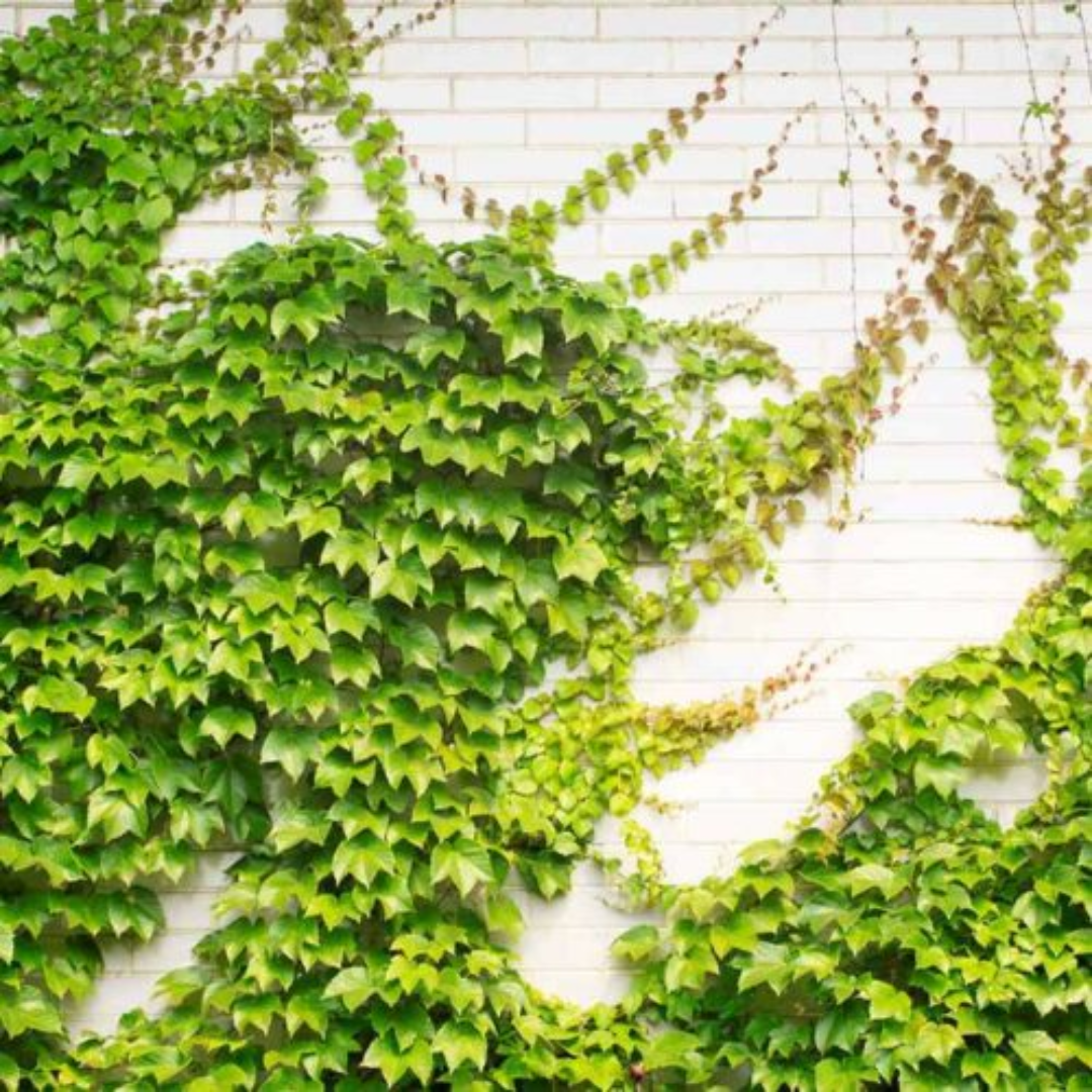 Vines