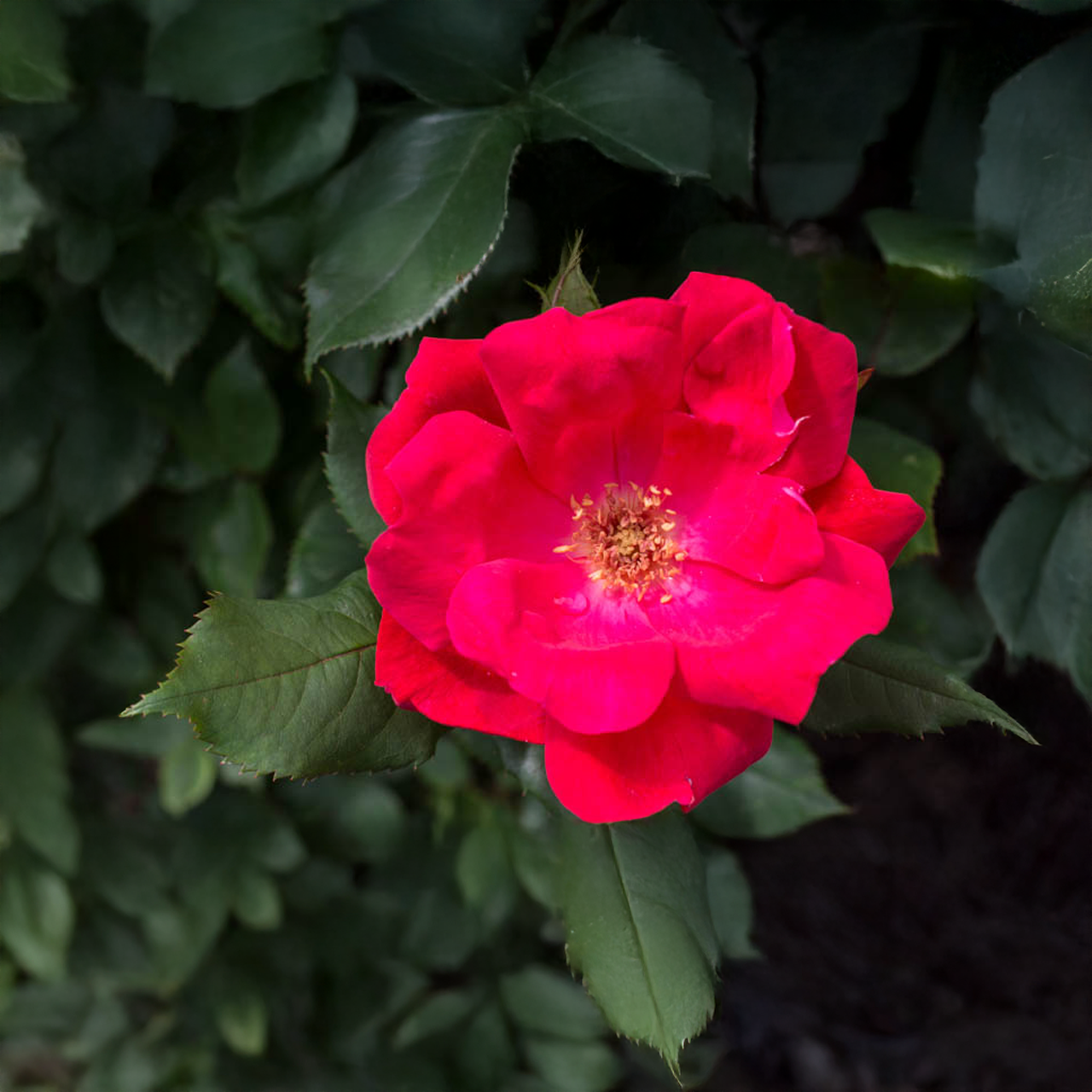 Rose rouge Knock Out