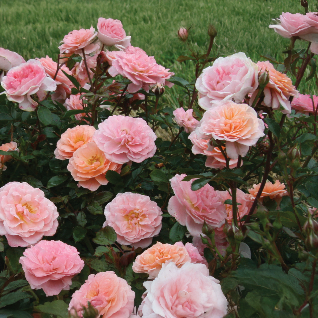 Rose « Apricot Drift »