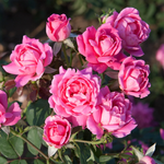 Rosier Double Knock Out Rose rose
