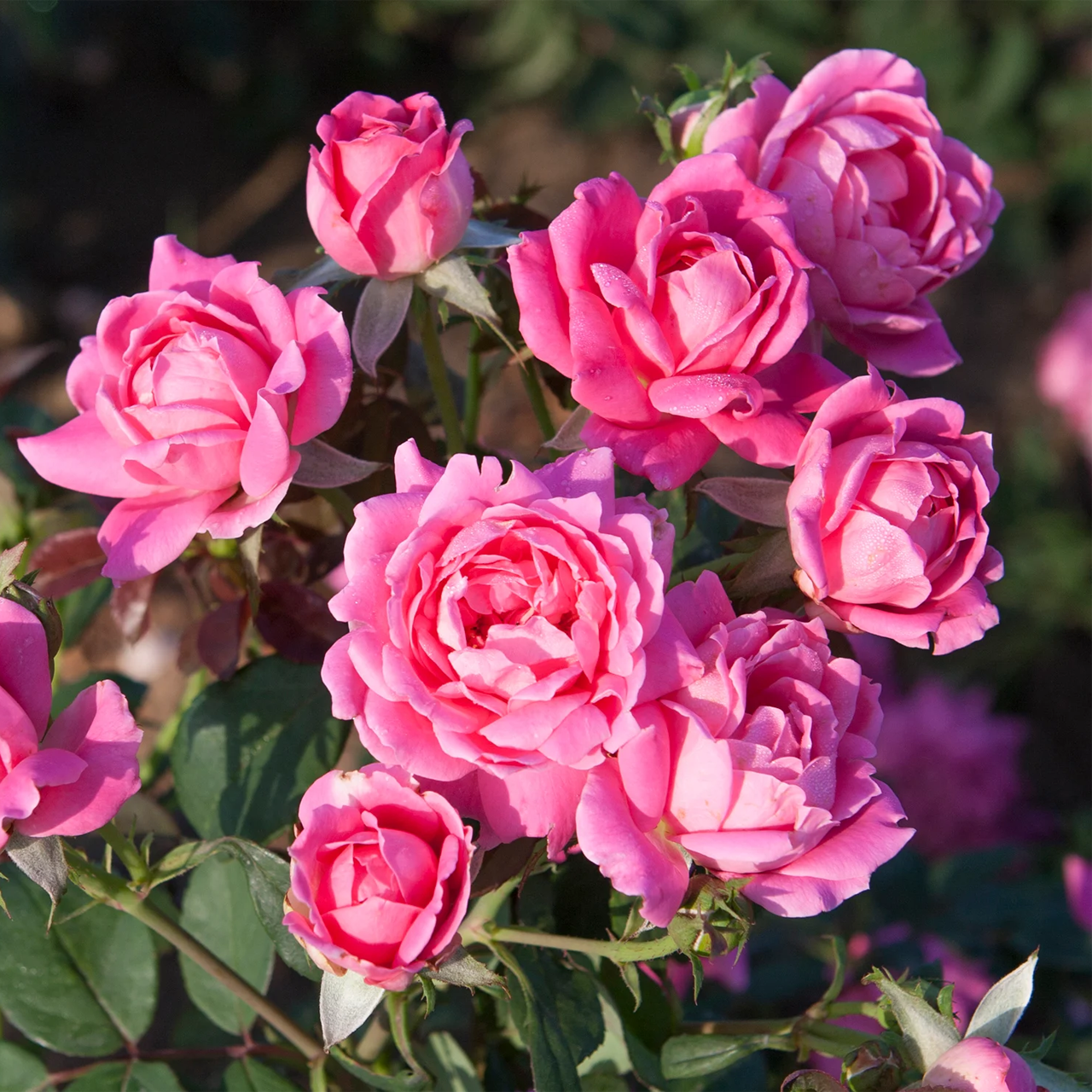 Rosier Double Knock Out Rose rose