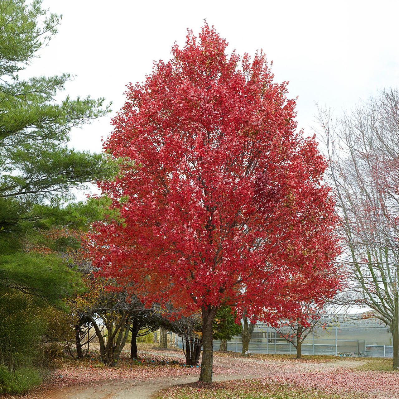 Érable "Autumn Blaze"