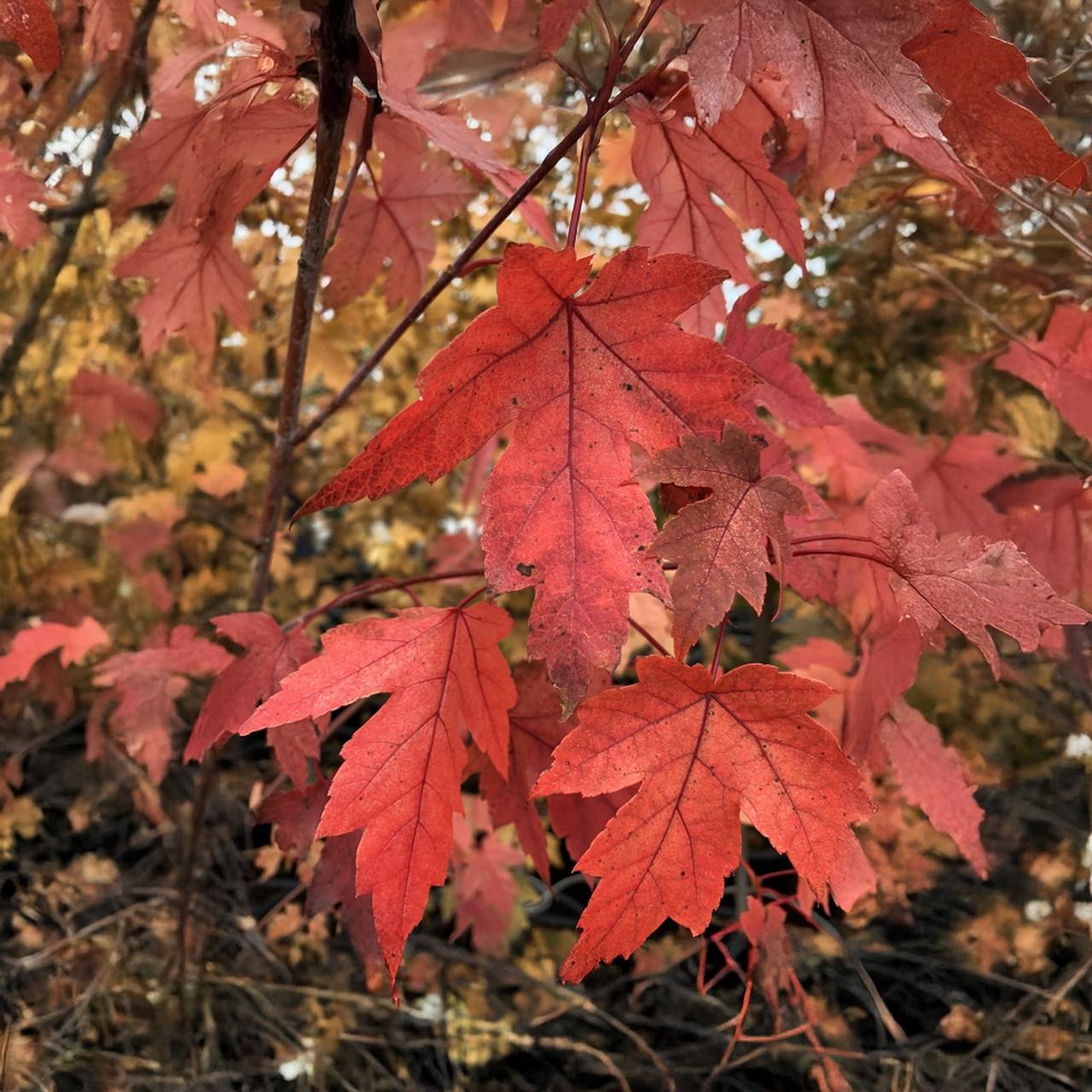 Érable "Autumn Blaze"
