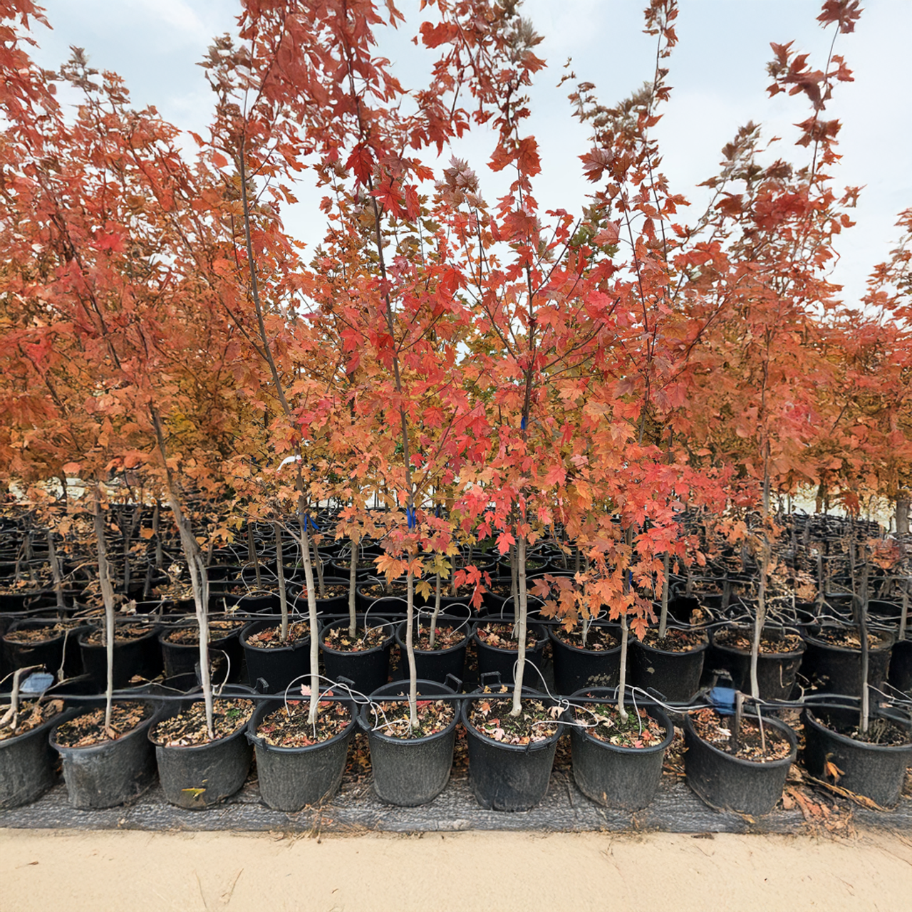 Érable "Autumn Blaze"