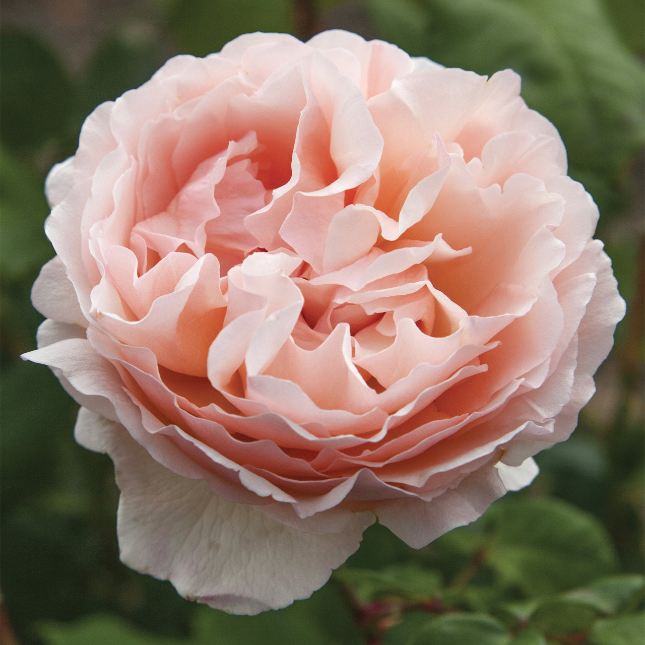 "Princesse Charlène de Monaco" Coquillage Rose Rose