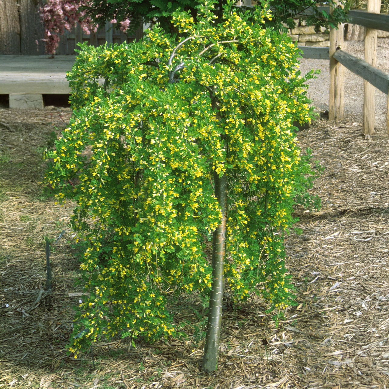 Caragana pleureur 4 pieds, arbre ornemental sur tige