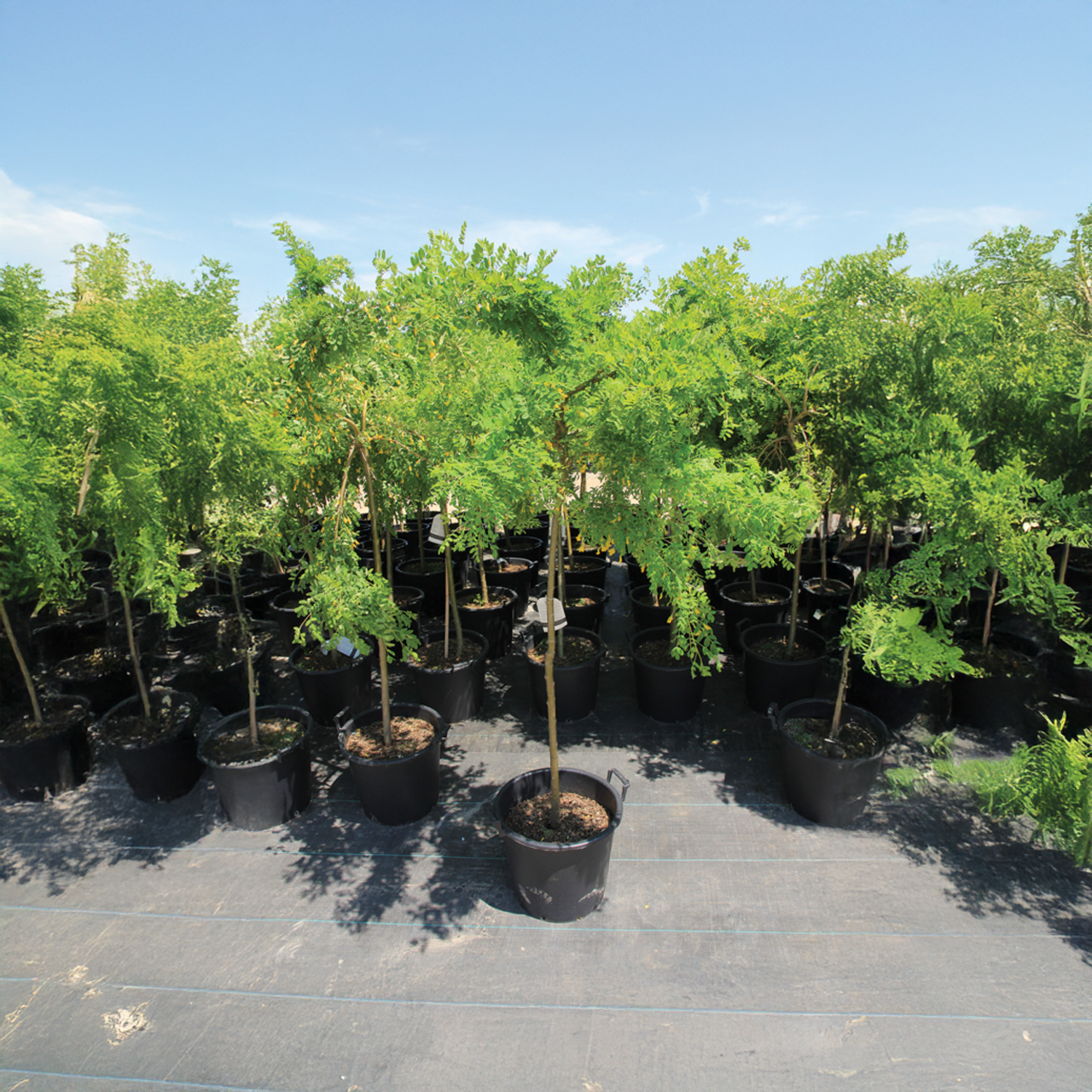 Caragana pleureur 4 pieds, arbre ornemental sur tige