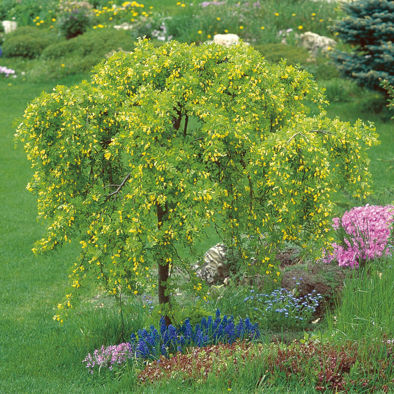 Caragana pleureur 4 pieds, arbre ornemental sur tige