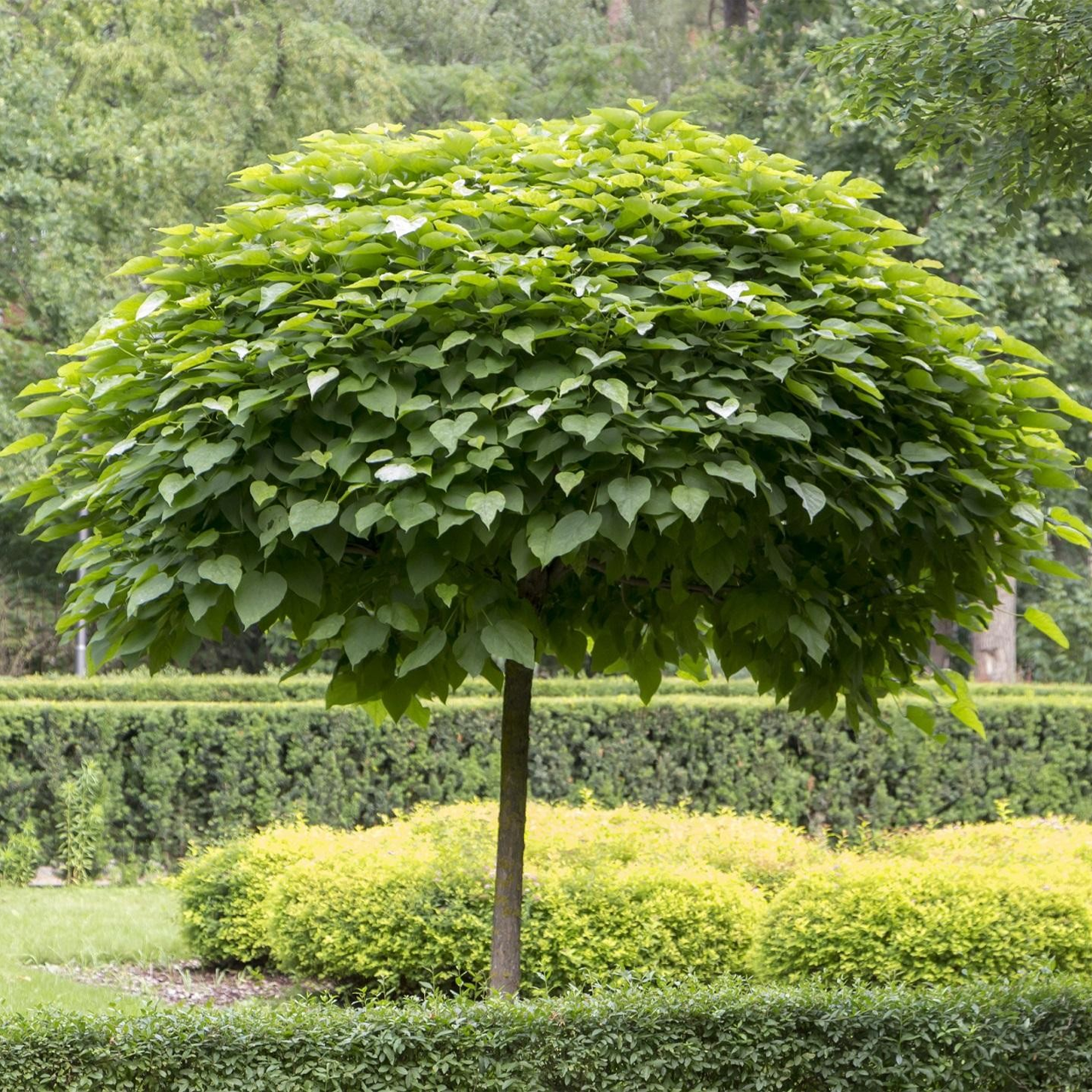 Catalpa parasol "Nana"