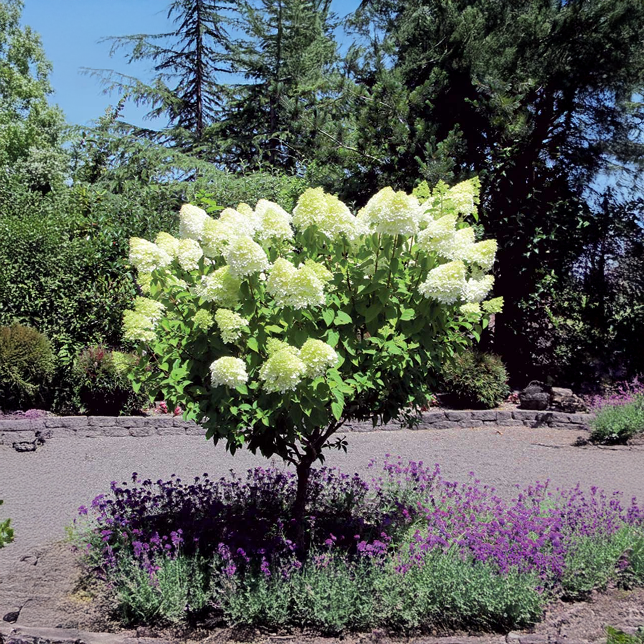 Hydrangea paniculata 'Pee Gee' sur tige, 90 cm