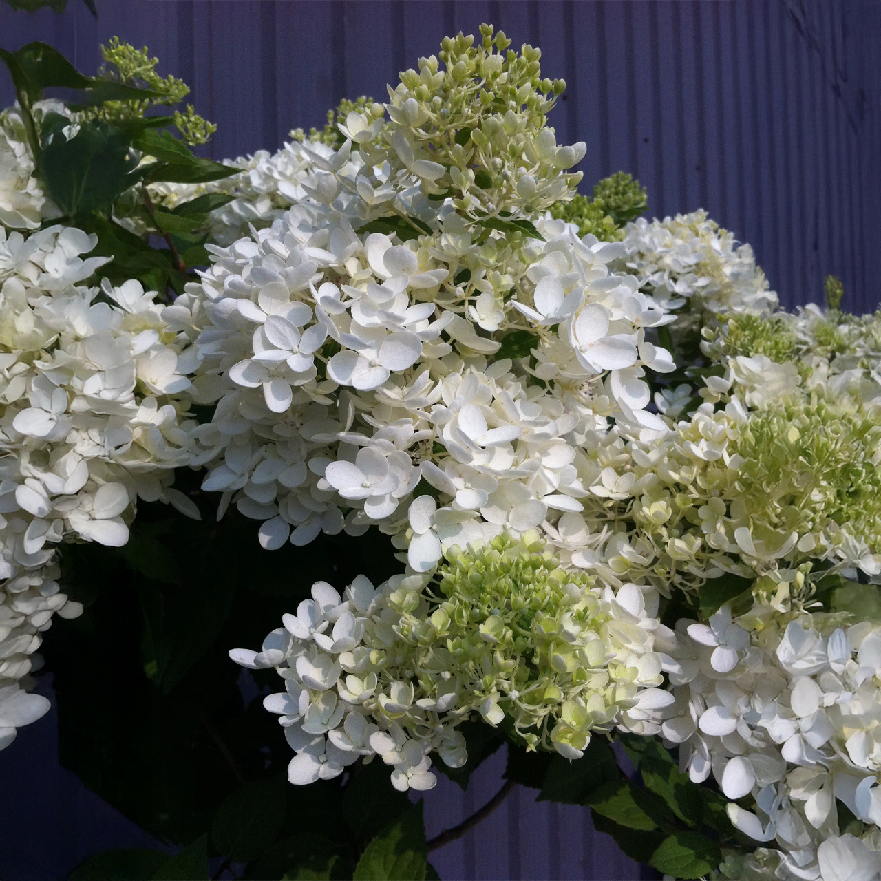 Hydrangea paniculata 'Pee Gee' sur tige, 90 cm