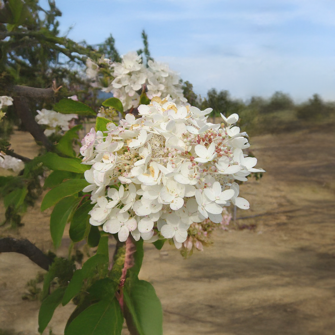 Hydrangea paniculata 'Pee Gee' sur tige, 90 cm