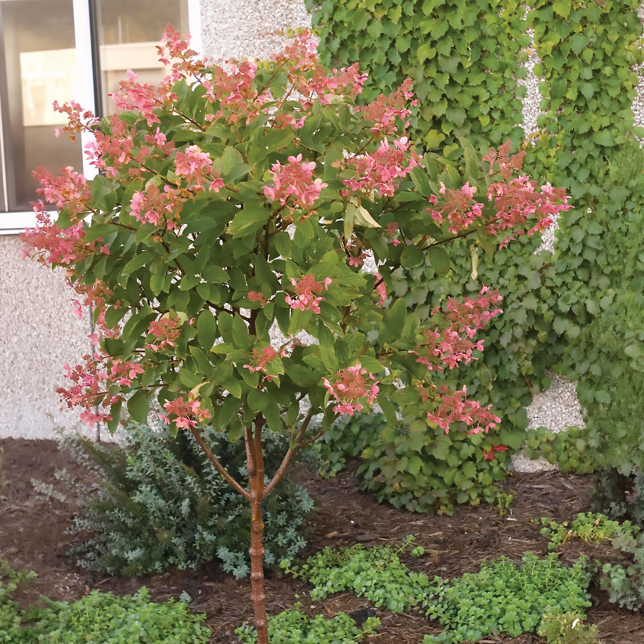 Hortensia Diamant Rose sur tige