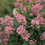 Hortensia Diamant Rose sur tige
