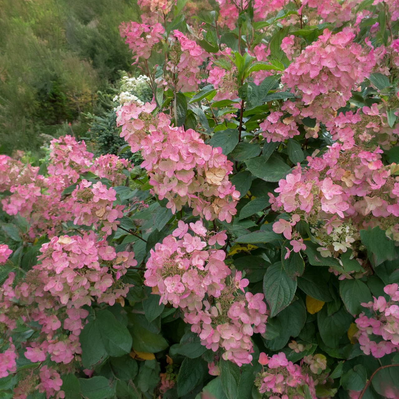 Hortensia Diamant Rose sur tige