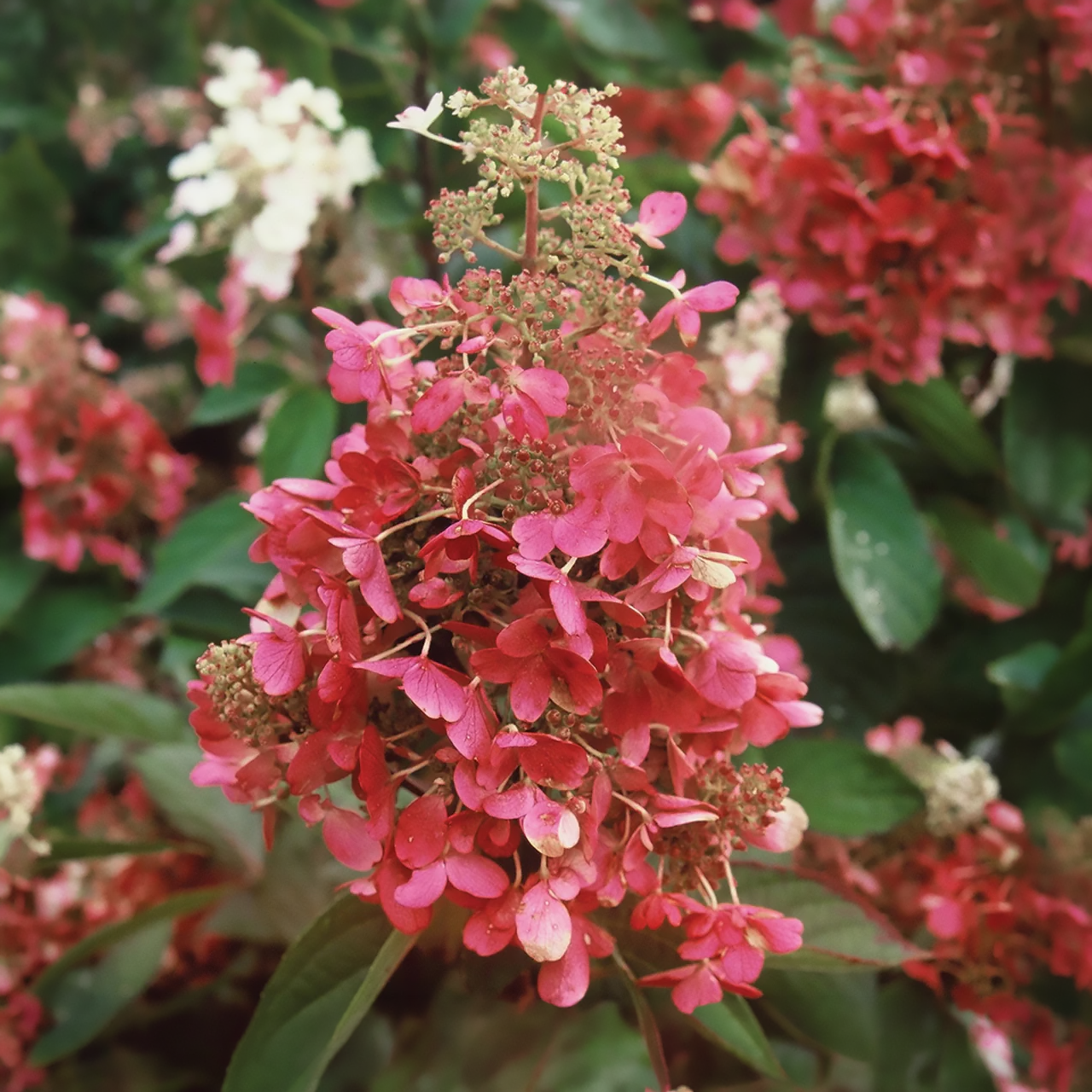 Hortensia Pinky Winky sur tige.
