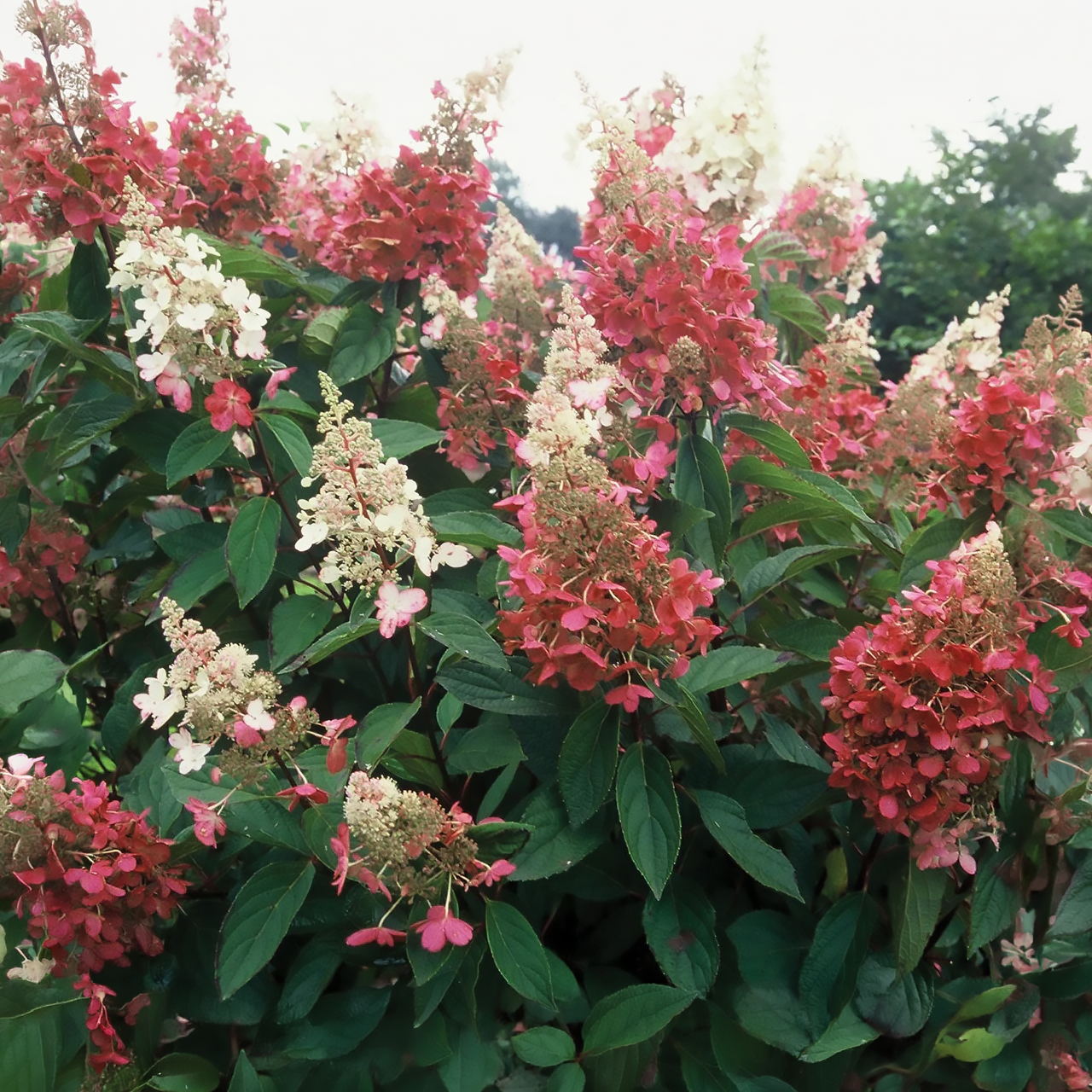 Hortensia Pinky Winky sur tige.