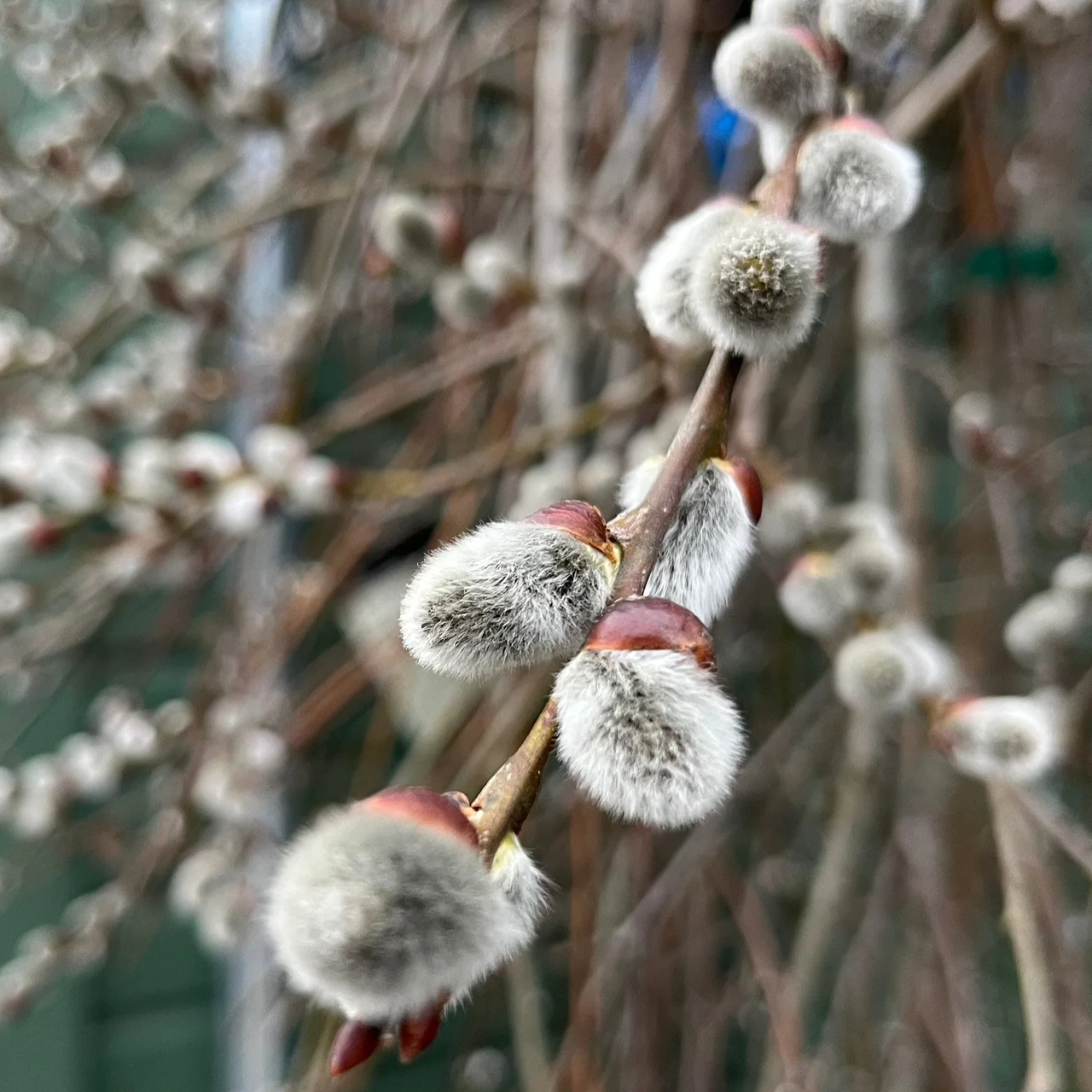 Saule marsault pleureur sur tige de 1,2 m