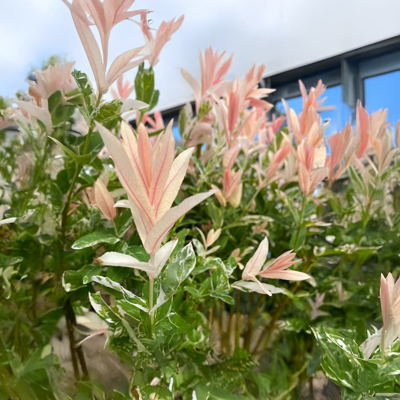 Arbre d'ornement sur tige "Flamingo" Willow de 1,2 m