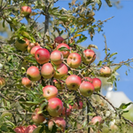Pommier 3 en 1 « Jubilee »