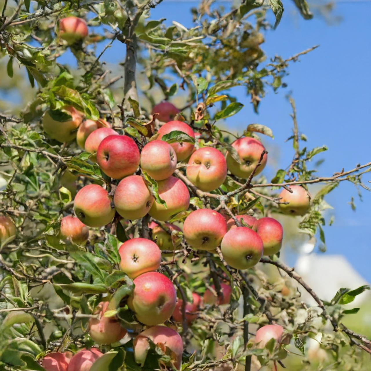 Pommier 3 en 1 « Jubilee »
