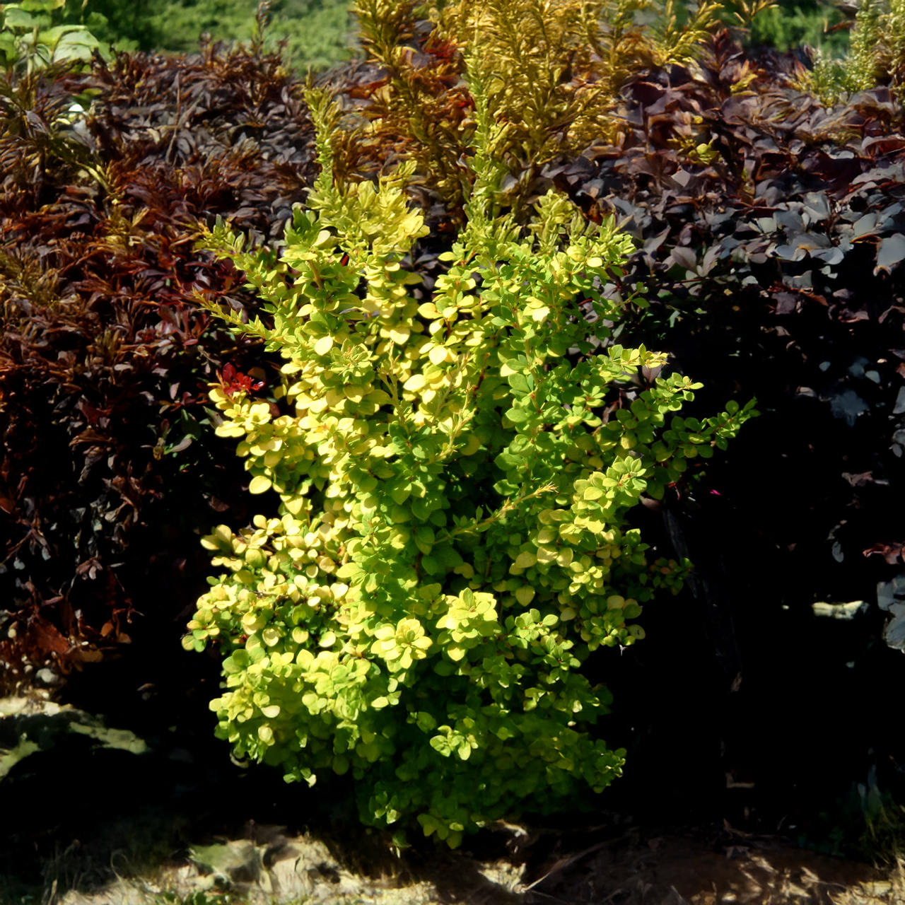 Arbuste d'épine-vinette « Aurea Nana »