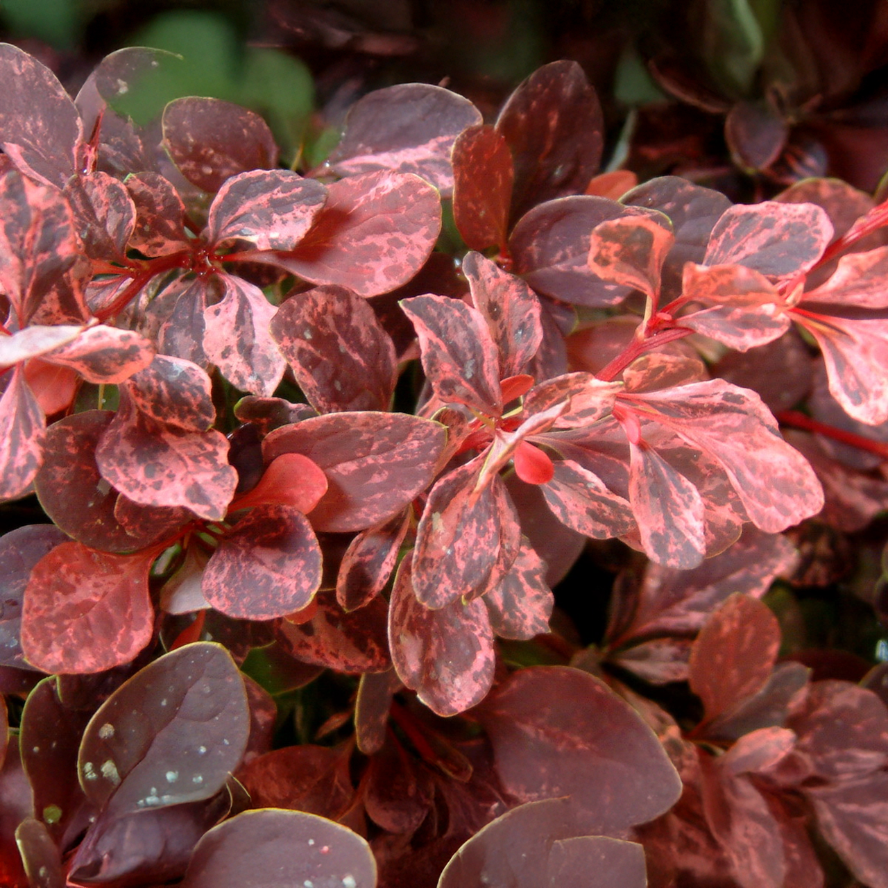 Arbuste d'épine-vinette « Rose Glow »