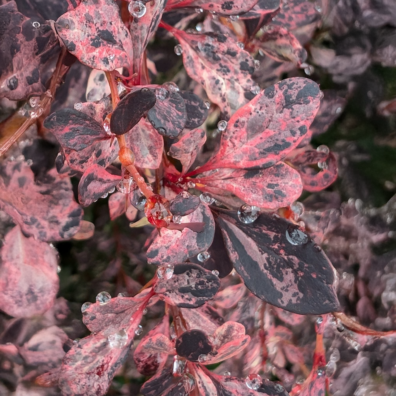 Arbuste d'épine-vinette « Rose Glow »