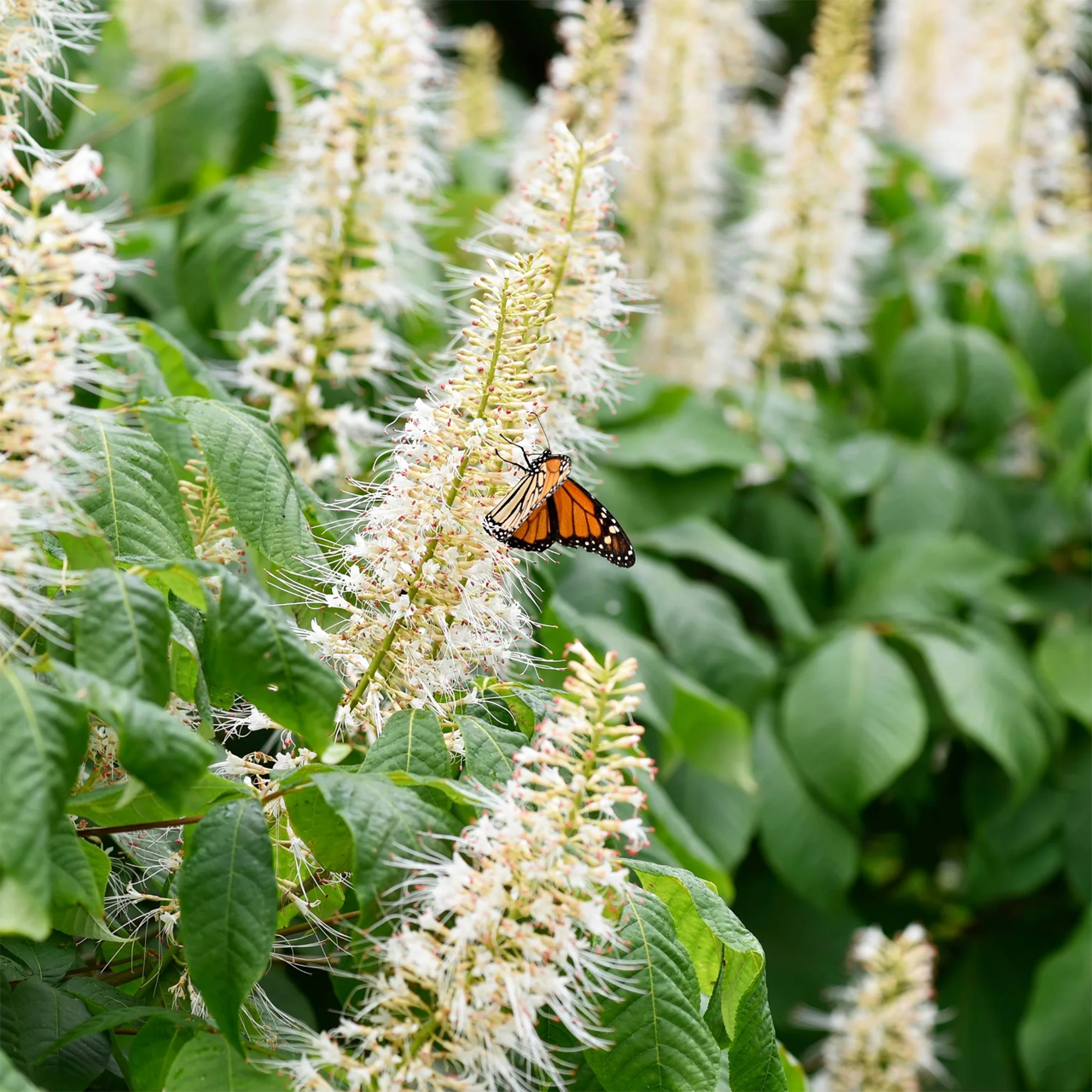 Cléthra à feuilles d'aulne 'Hummingbird'