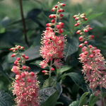 Arbuste Summersweet « Ruby Spice »