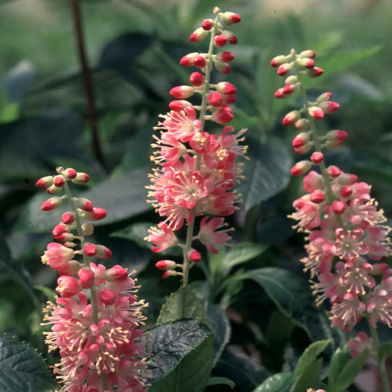 Arbuste Summersweet « Ruby Spice »