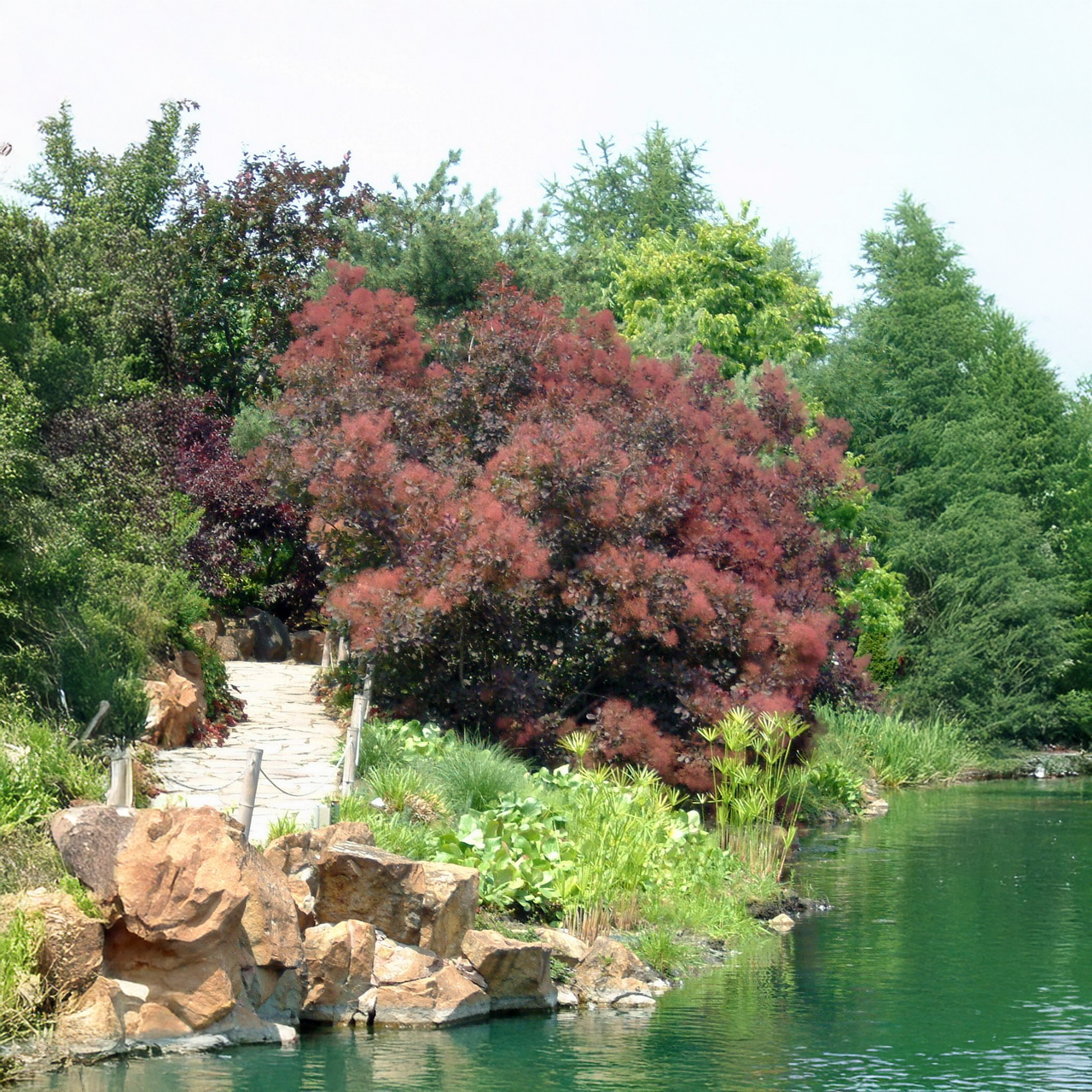 Buisson à fumée « Royal Purple »