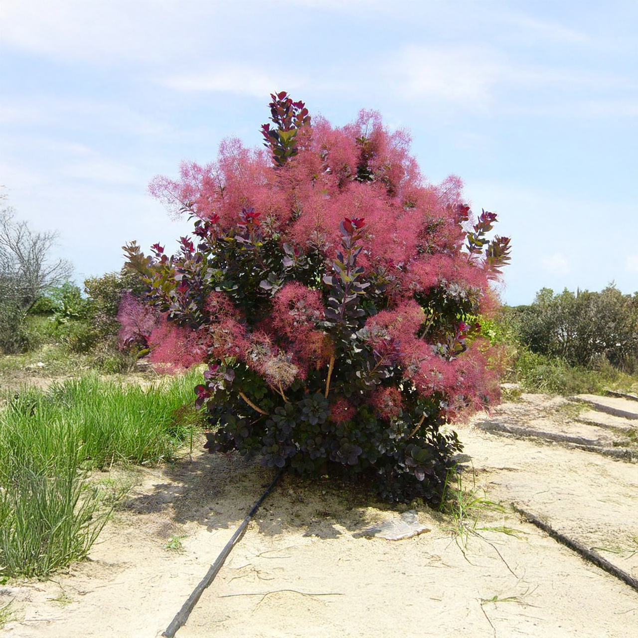 Buisson à fumée « Royal Purple »