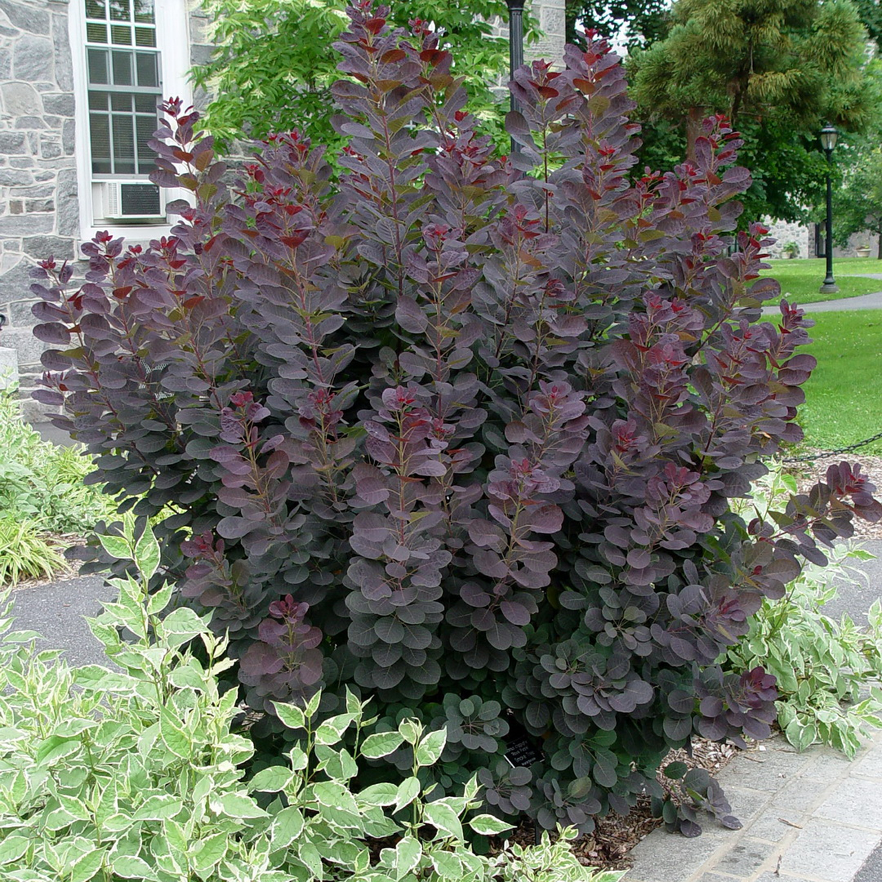 Buisson à fumée « Royal Purple »