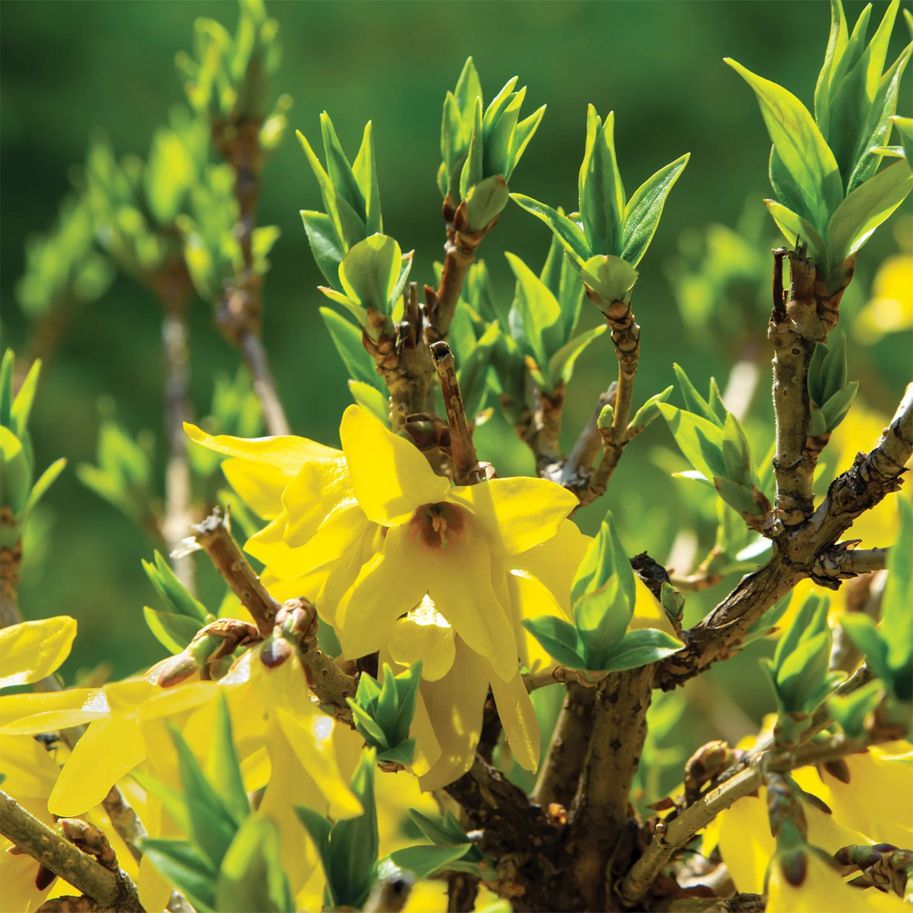 Forsythia "Northern Gold"