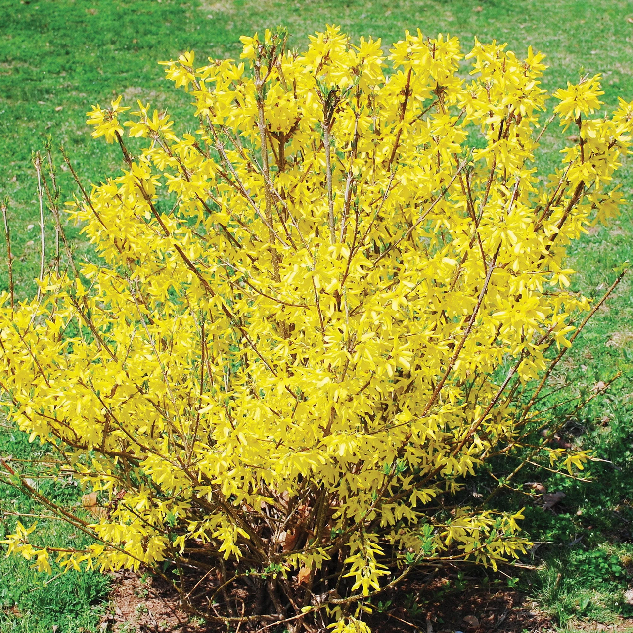 Forsythia "Northern Gold"