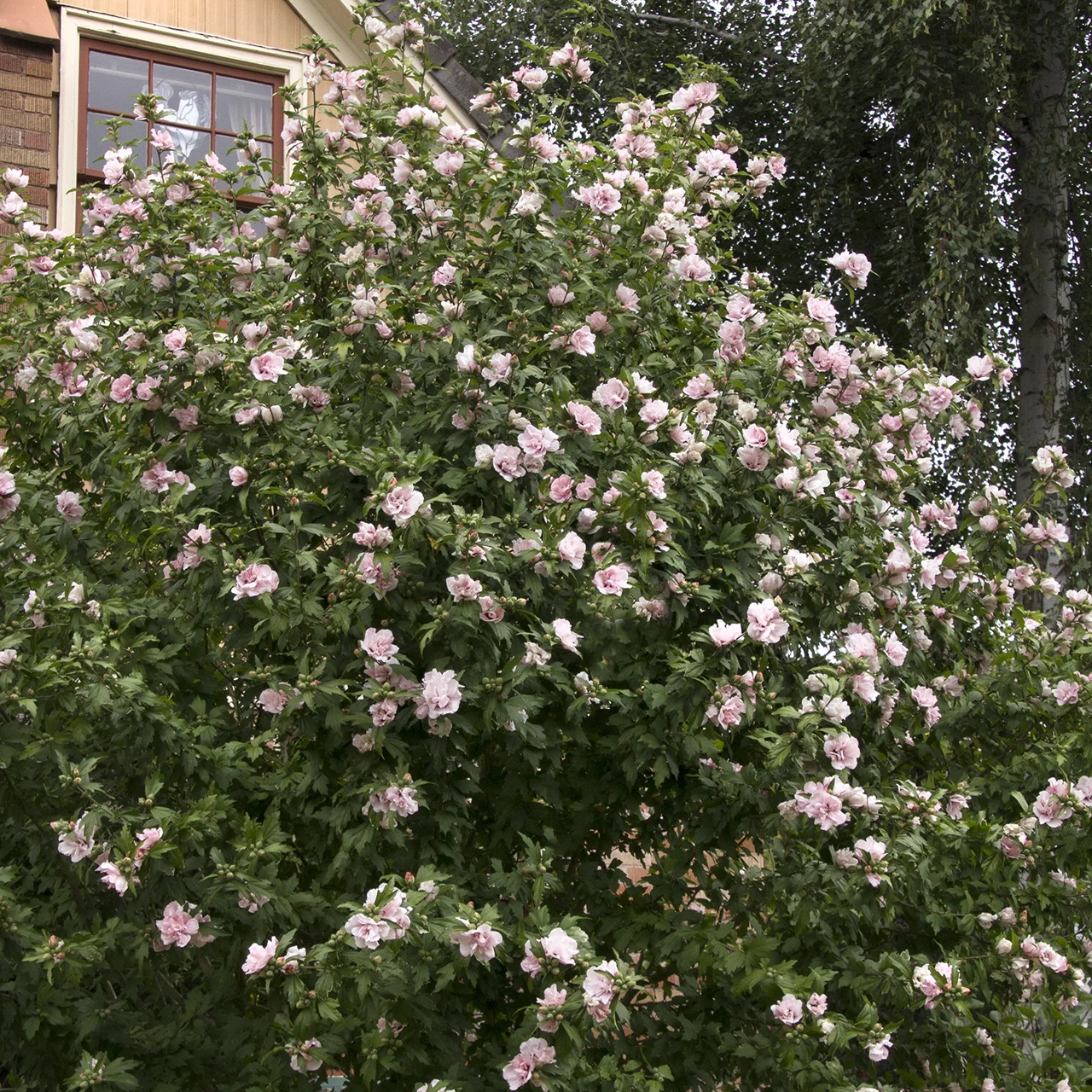Hibiscus Rose de Sharon « Blushing Bride »