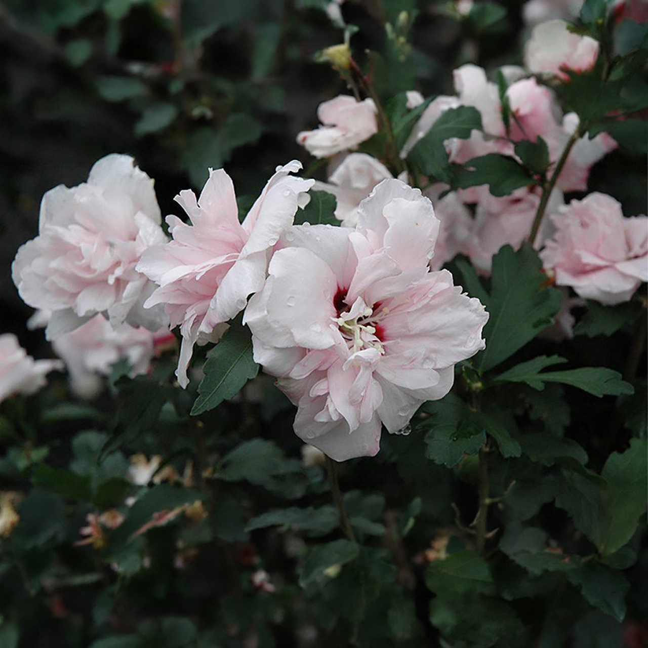 Hibiscus Rose de Sharon « Blushing Bride »