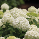 Hydrangea arborescens 'Annabelle'