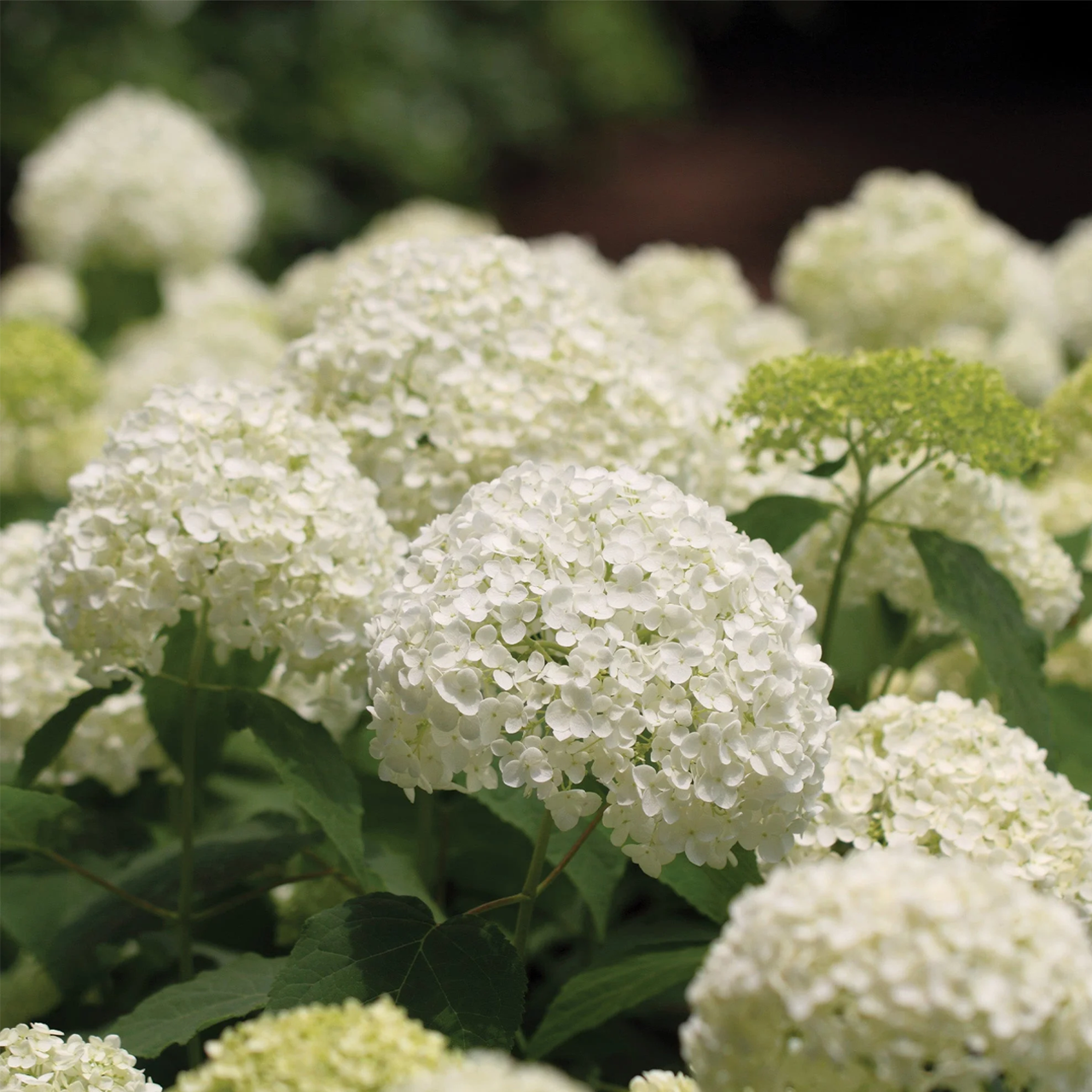 Hydrangea arborescens 'Annabelle'