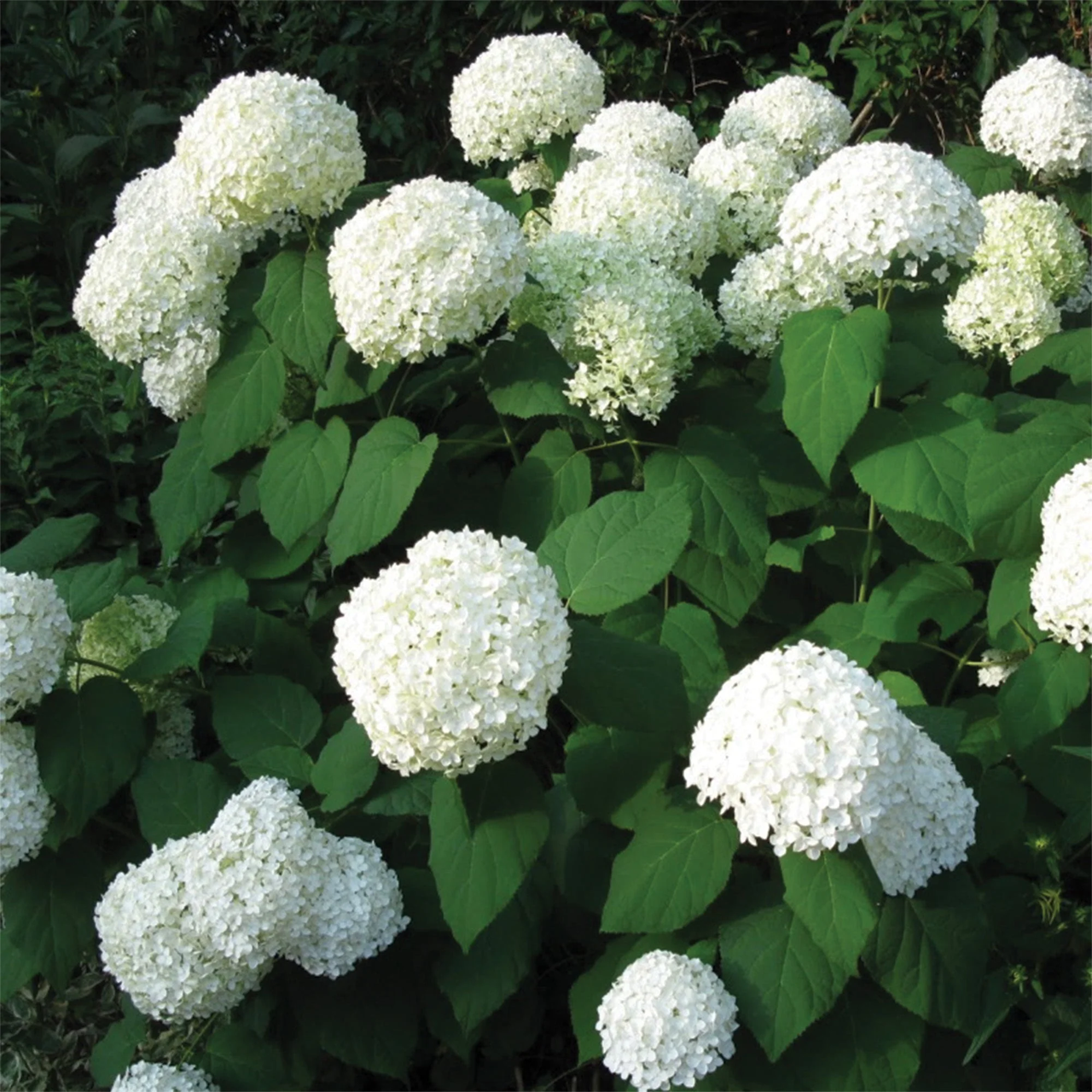 Hydrangea arborescens 'Annabelle'