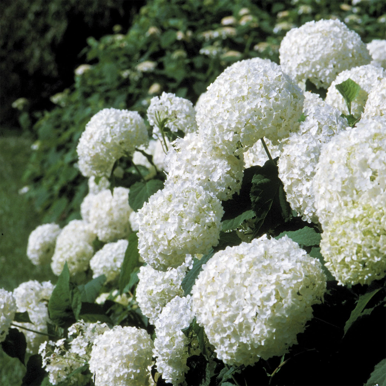 Hydrangea arborescens 'Annabelle'