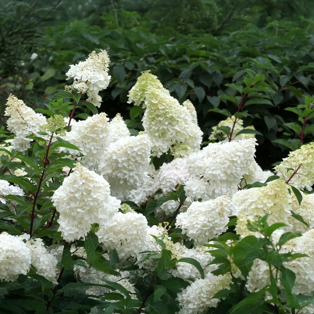 Hortensia « Pee Gee » | 3 gallons