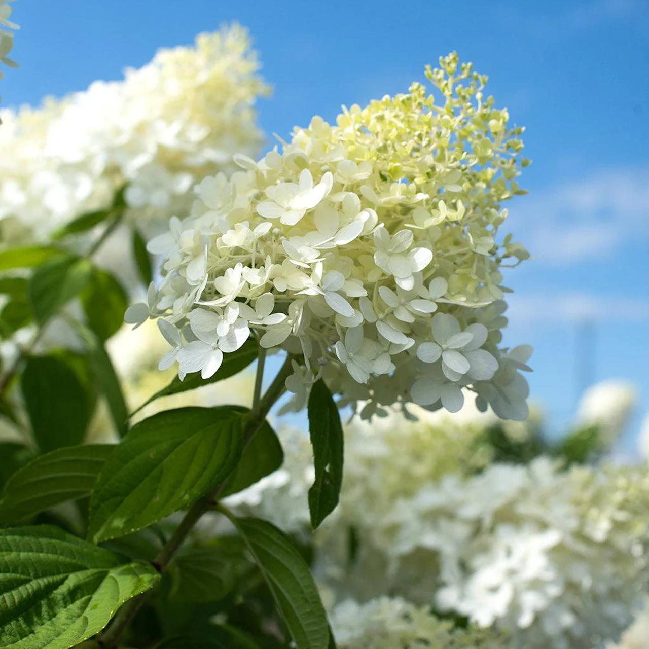 Hortensia « Pee Gee » | 3 gallons