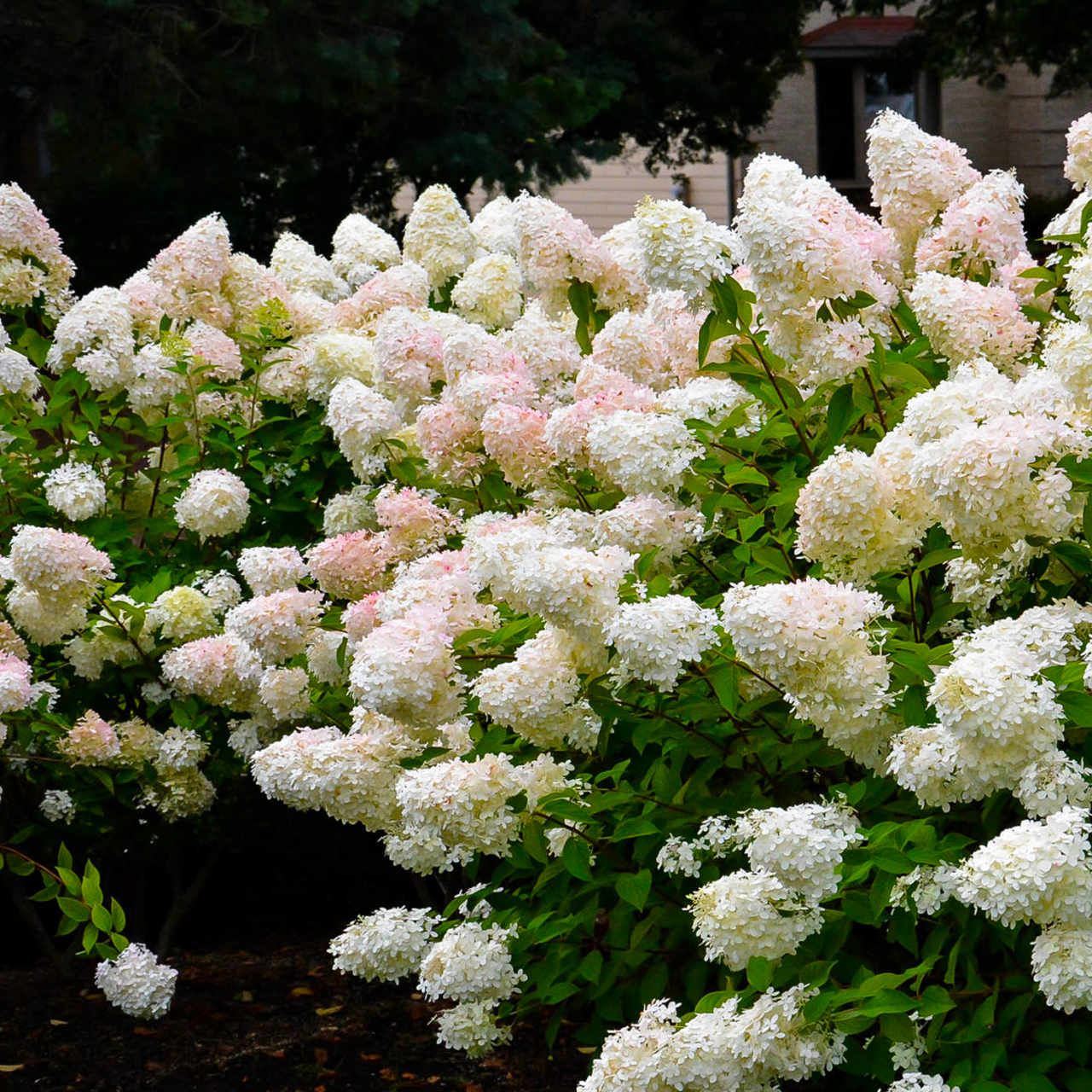 Hortensia « Pee Gee » | 3 gallons