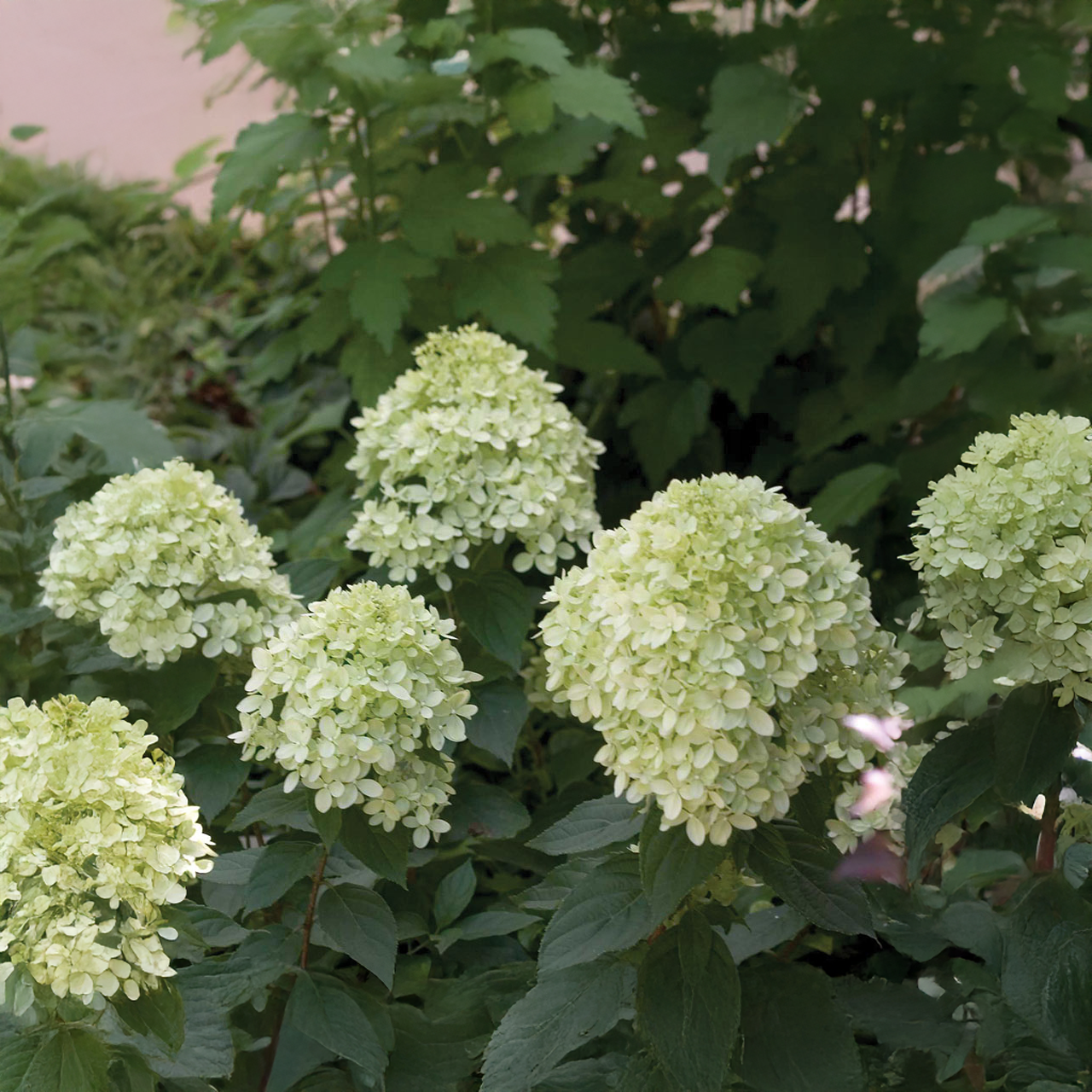 Hortensia 'Little Lime'