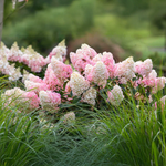 Hortensia « Sundae aux fraises »